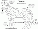 cheetah_bw.GIF