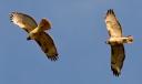two-red-tailed-hawks.jpg