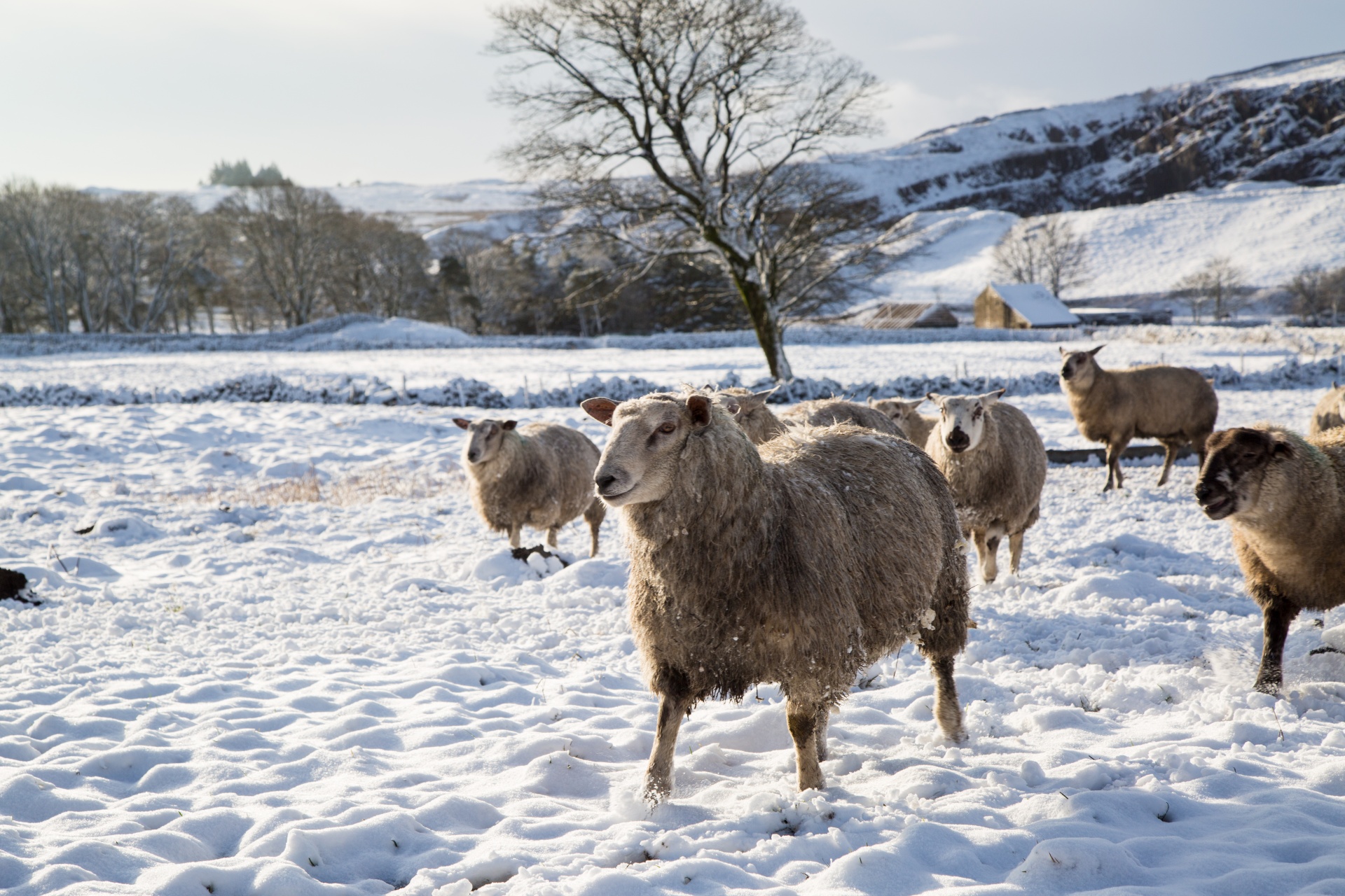 Sheep in snow