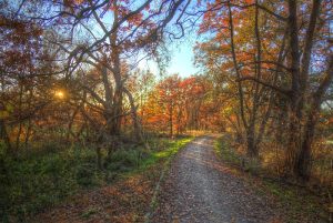 Autumn Trail