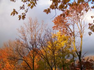 Autumn Trees