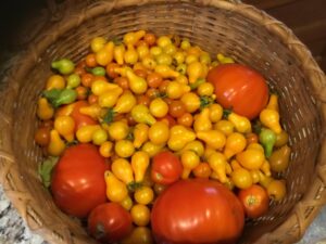 Tomatoes in basket