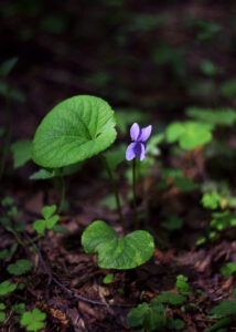 Violet plant