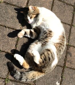 Cat taking a sun-bath