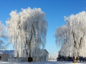 Weeping Willows with Hoarfrost