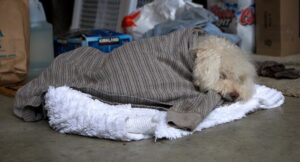 Dog in blanket in cold weather