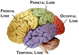 The four lobes of the brain. The parietal lobe is positioned at the top and the occipital lobe is in the rear of the brain.