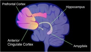 The Prefrontal Cortex and the Amygdala are damaged with long term multitasking.