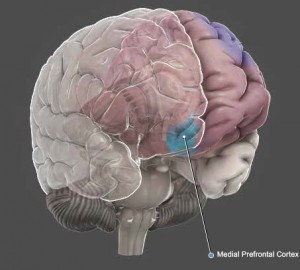 Medial prefrontal cortex (From http://brainposts.blogspot.com/2013/01/proximity-to-parent-reduces-anxious.html) 