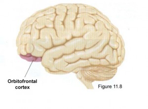 Orbitofrontal cortex (From https://scholarblogs.emory.edu/nbbparis/)