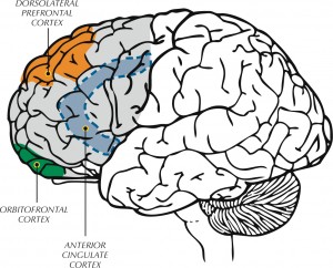 Anatomy of adult human brain, showing the different parts of the pre frontal cortex