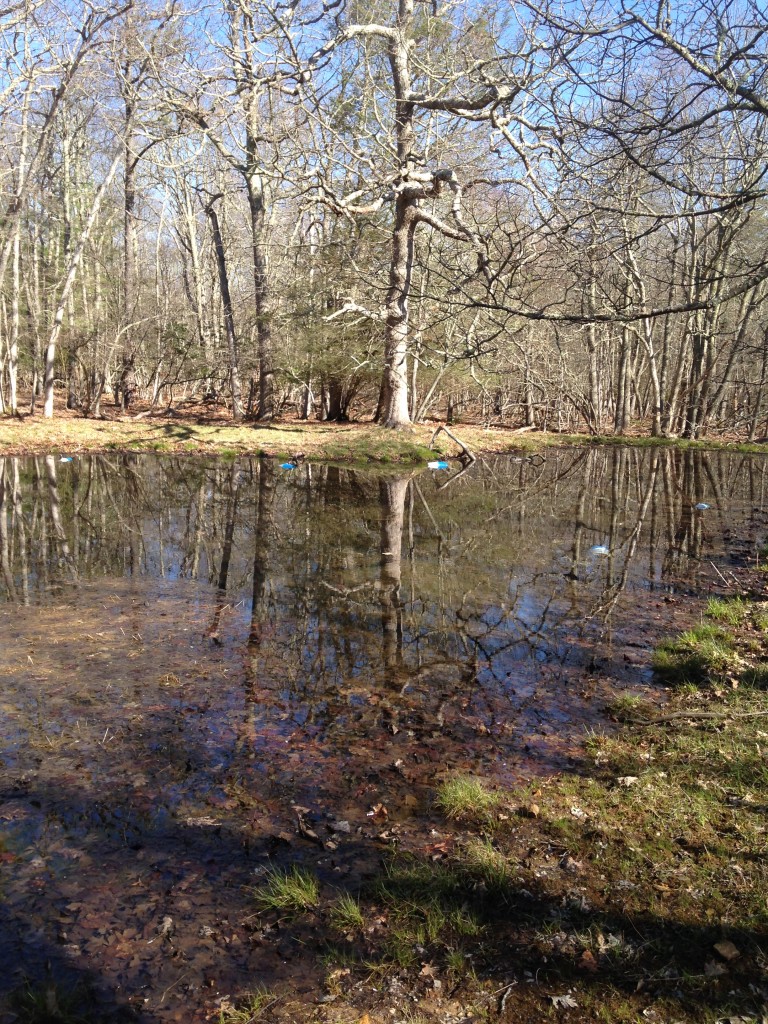 Pond at MLBS