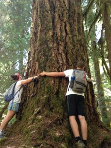 Old trees means huge trunks!