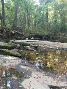 The Reedy Creek "restoration" site