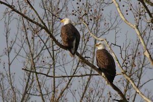 A pair of nesting eagles live in the conservation area of Dutch Gap
