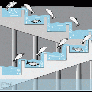 Example Fish Ladder